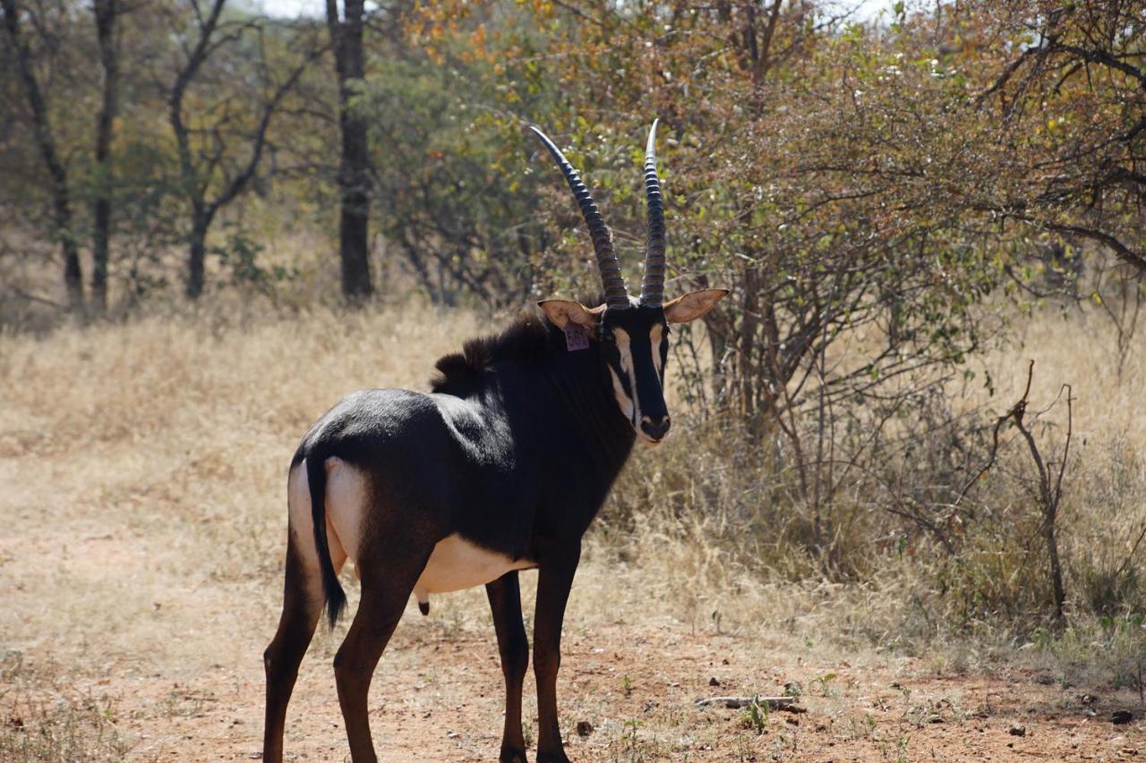 Kwele Game * Beauty