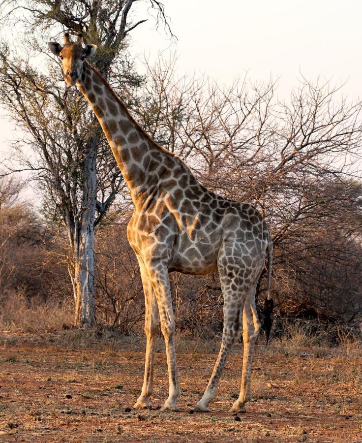 Kwele Game Alojamento de Turismo Selvagem