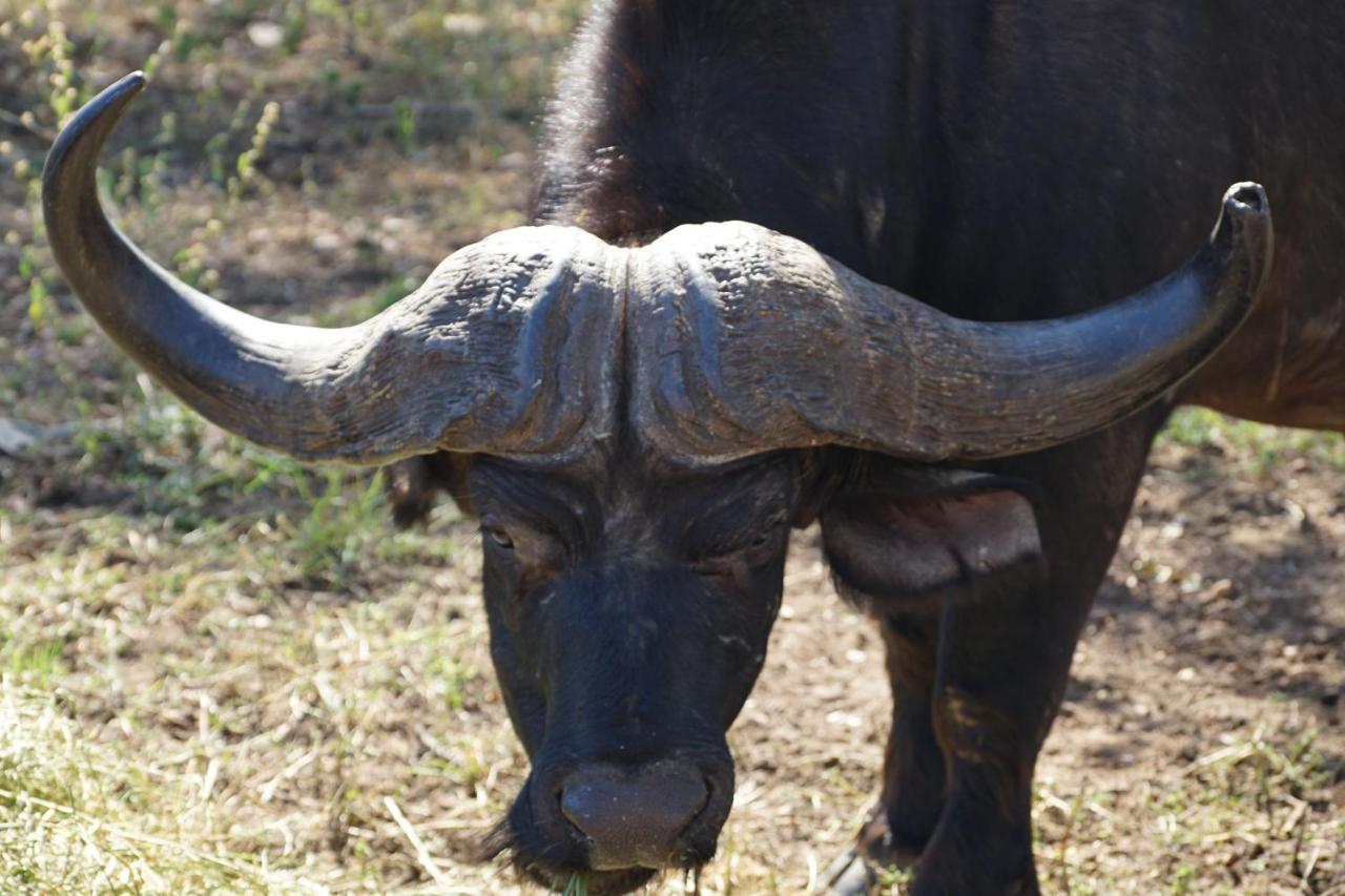 Kwele Game Beauty