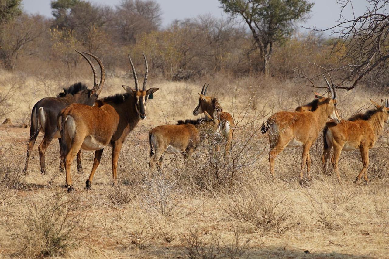 Kwele Game