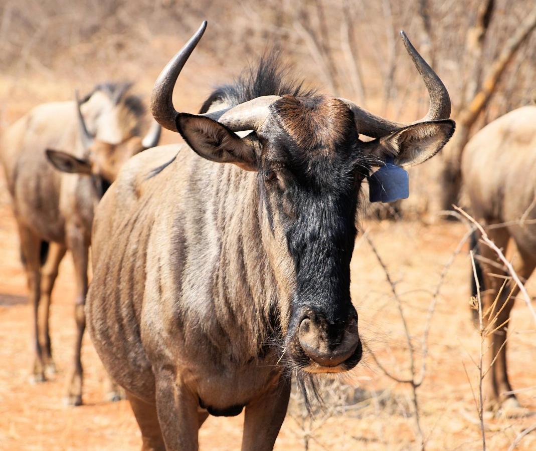 Kwele Game Beauty